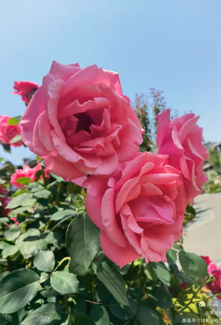 2025小区里随拍枚瑰花绽放👍🏻👍🏻欢迎👏👏大家欣赏✌✌“原创”(24)。